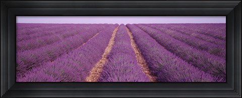 Framed France, View of rows of blossoms in a field Print