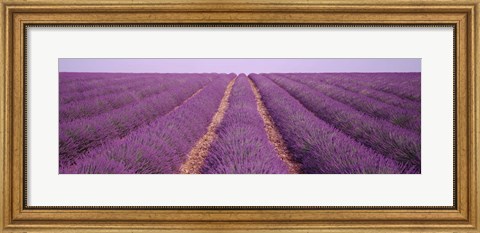 Framed France, View of rows of blossoms in a field Print