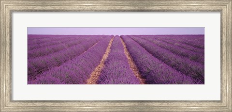 Framed France, View of rows of blossoms in a field Print