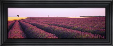 Framed Lavender crop on a landscape, France Print