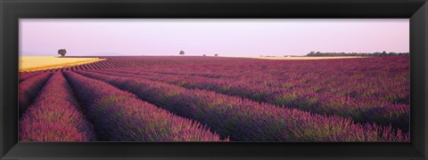 Framed Lavender crop on a landscape, France Print