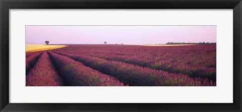 Framed Lavender crop on a landscape, France Print