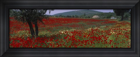 Framed Red poppies in a field, Turkey Print