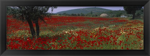 Framed Red poppies in a field, Turkey Print