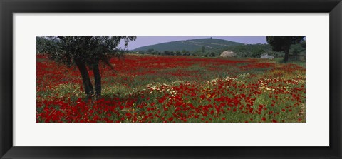 Framed Red poppies in a field, Turkey Print