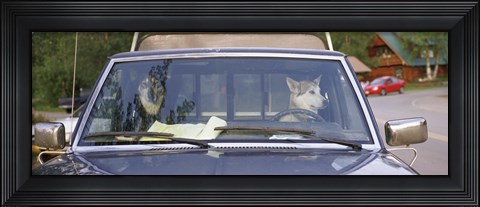 Framed Close-up of two dogs in a pick-up truck, Main Street, Talkeetna, Alaska, USA Print