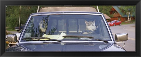 Framed Close-up of two dogs in a pick-up truck, Main Street, Talkeetna, Alaska, USA Print