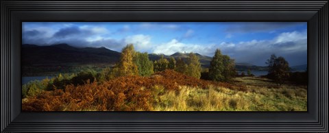 Framed Trees in a field, Loch Tay, Scotland Print