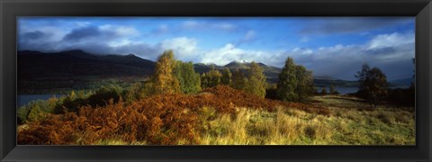 Framed Trees in a field, Loch Tay, Scotland Print