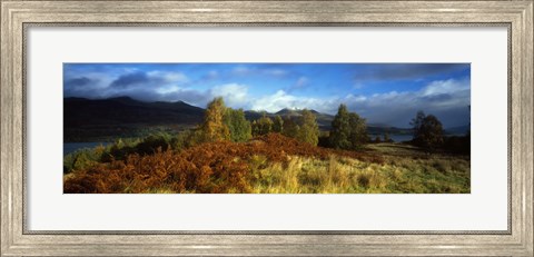 Framed Trees in a field, Loch Tay, Scotland Print