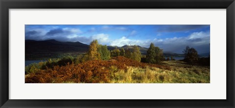 Framed Trees in a field, Loch Tay, Scotland Print