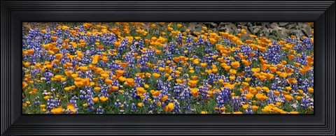 Framed California Golden Poppies (Eschscholzia californica) and Bush Lupines (Lupinus albifrons), Table Mountain, California, USA Print