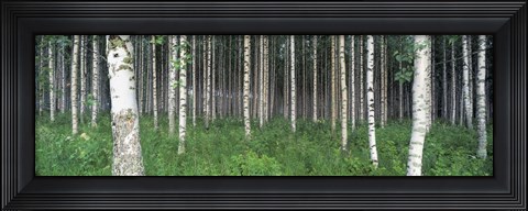 Framed Birch Forest, Punkaharju, Finland Print