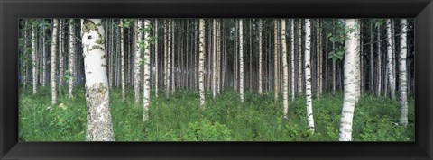 Framed Birch Forest, Punkaharju, Finland Print