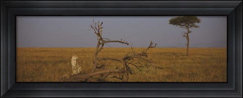 Framed African cheetah (Acinonyx jubatus jubatus) sitting on a fallen tree, Masai Mara National Reserve, Kenya Print