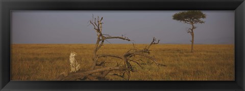 Framed African cheetah (Acinonyx jubatus jubatus) sitting on a fallen tree, Masai Mara National Reserve, Kenya Print