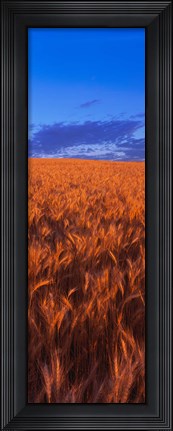 Framed Wheat Field WA Print