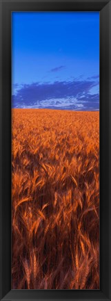 Framed Wheat Field WA Print