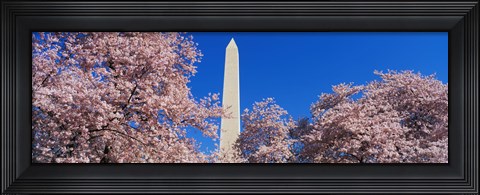 Framed Cherry Blossoms Washington Monument Print