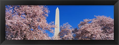 Framed Cherry Blossoms Washington Monument Print