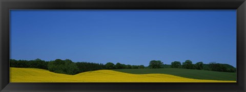 Framed Trees on a rape field, Germany Print