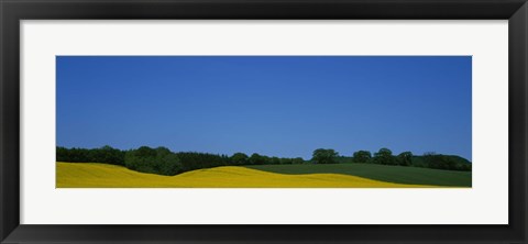 Framed Trees on a rape field, Germany Print