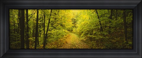 Framed Dirt road passing through a forest, Vermont, USA Print