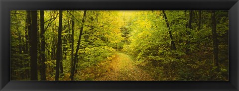 Framed Dirt road passing through a forest, Vermont, USA Print