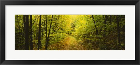 Framed Dirt road passing through a forest, Vermont, USA Print