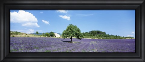 Framed Lavender Field Provence France Print