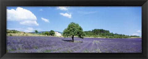 Framed Lavender Field Provence France Print