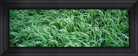 Framed High angle view of grass, Montana, USA Print