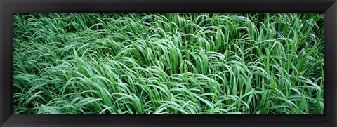 Framed High angle view of grass, Montana, USA Print