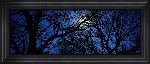 Framed Silhouette of Oak trees, Texas, USA Print