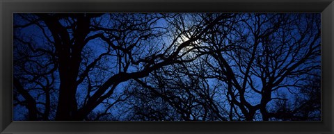 Framed Silhouette of Oak trees, Texas, USA Print