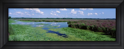 Framed Tall grass in a lake, Finger Lakes, Montezuma National Wildlife Refuge, New York State, USA Print