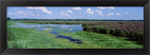 Framed Tall grass in a lake, Finger Lakes, Montezuma National Wildlife Refuge, New York State, USA Print