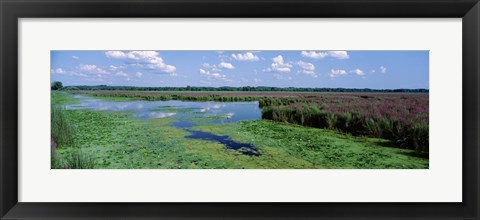 Framed Tall grass in a lake, Finger Lakes, Montezuma National Wildlife Refuge, New York State, USA Print