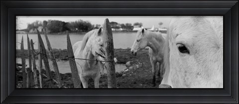 Framed Horses, Camargue, France Print