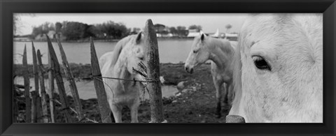 Framed Horses, Camargue, France Print