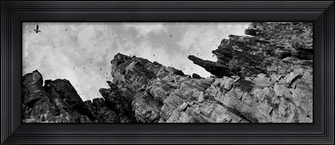 Framed Birds Nesting In Cliffs, Norway Print