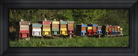 Framed Row of beehives, Switzerland Print