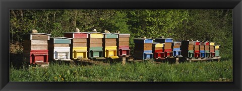 Framed Row of beehives, Switzerland Print