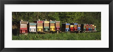 Framed Row of beehives, Switzerland Print