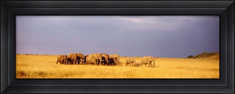 Framed Elephant Herd, Maasai Mara Kenya Print