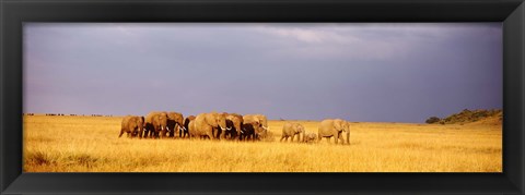 Framed Elephant Herd, Maasai Mara Kenya Print