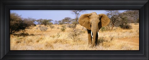 Framed Elephant, Somburu, Kenya, Africa Print
