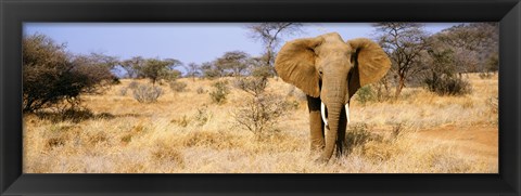 Framed Elephant, Somburu, Kenya, Africa Print