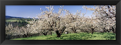 Framed Cherry Orchard, Oregon, USA Print