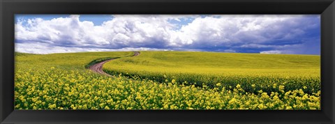 Framed Road, Canola Field, Washington State, USA Print